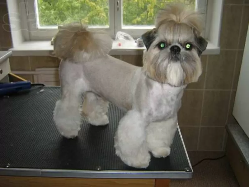 Йоркширский терьер, стрижка, креатив, покраска, груминг собак, кошек. 4