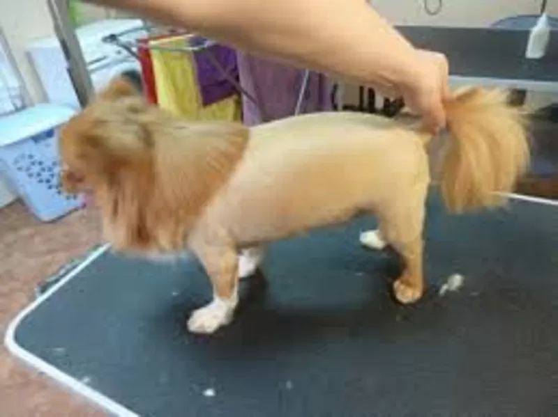 Йоркширский терьер, стрижка, креатив, покраска, груминг собак, кошек. 6