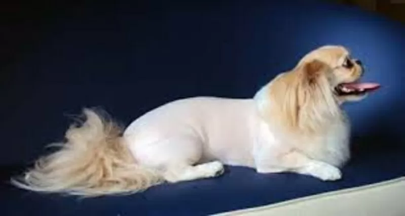 Йоркширский терьер, стрижка, креатив, покраска, груминг собак, кошек. 7