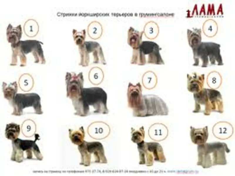 Йоркширский терьер, стрижка, креатив, покраска, груминг собак, кошек. 10