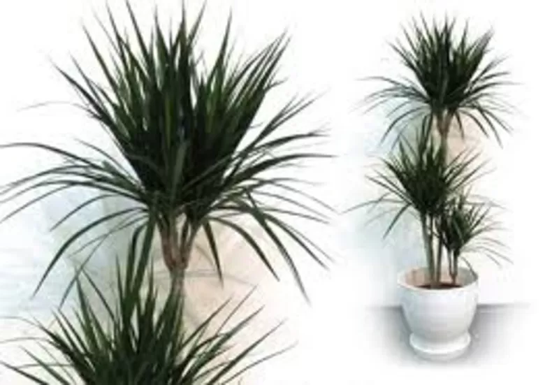 Пальма Драцена,  офисное растение,  недорого,  Виноградарь,  Оболонь,  фото 2