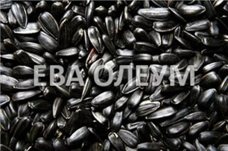 Уcлуги сушки зерна: кукурузы, сои, подсолнуха, рапса