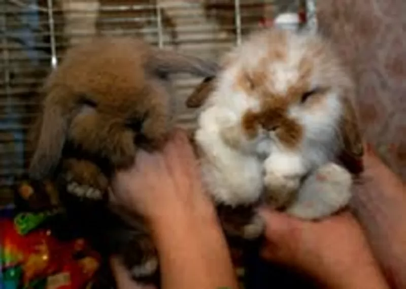 Кролики карликовые и декоративные – источник нежности и теплоты