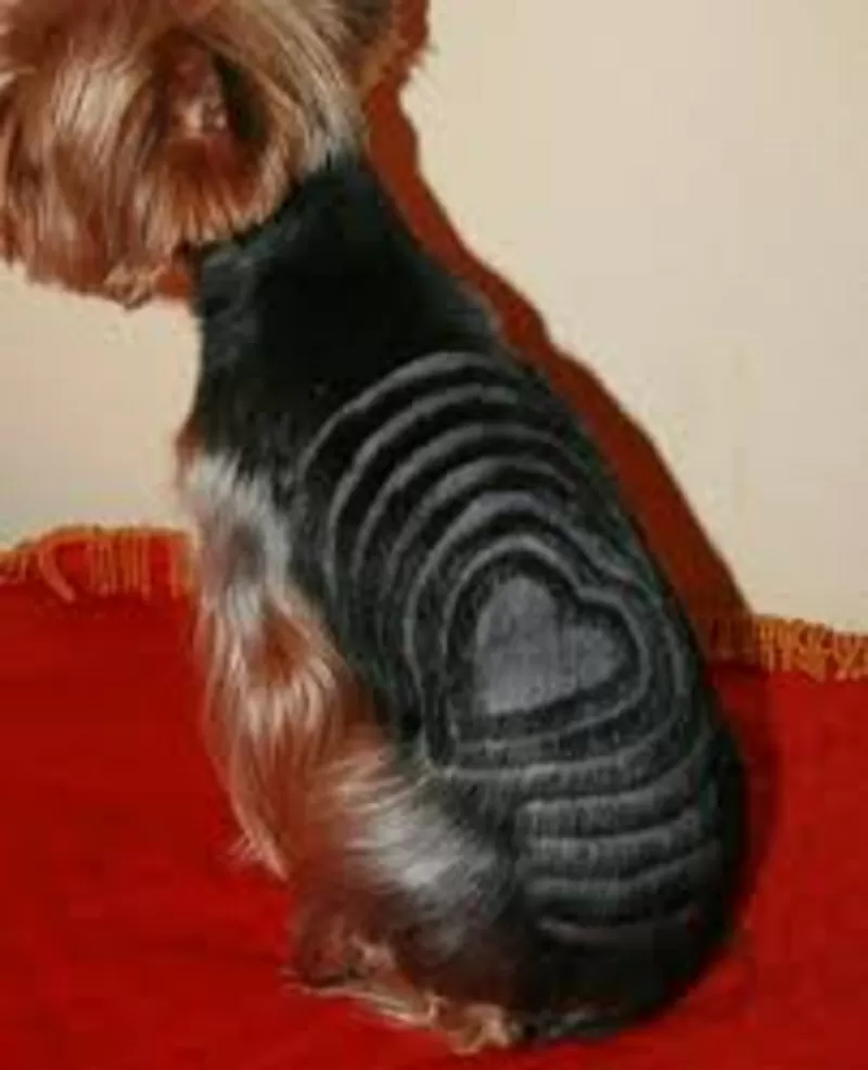 Йоркширский терьер, стрижка, креатив, покраска, груминг собак, кошек. 11