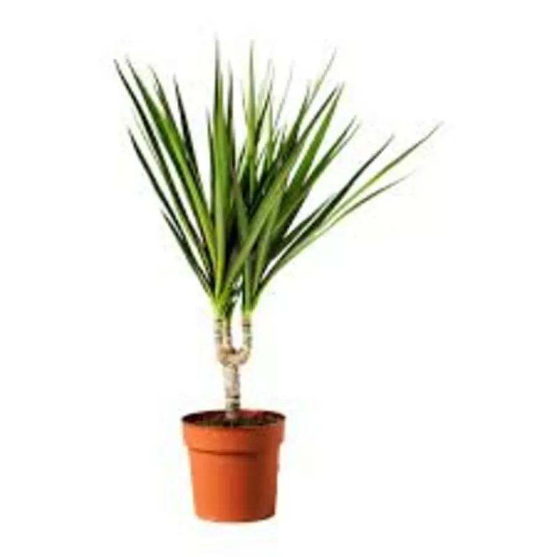 Пальма Драцена,  офисное растение,  недорого,  Виноградарь,  Оболонь,  фото 3
