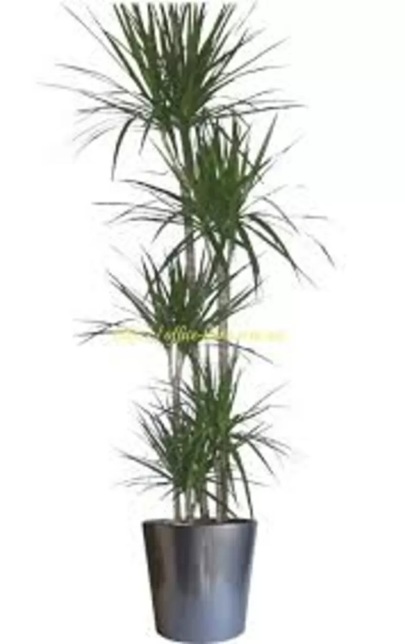 Пальма Драцена,  офисное растение,  недорого,  Виноградарь,  Оболонь,  фото 4
