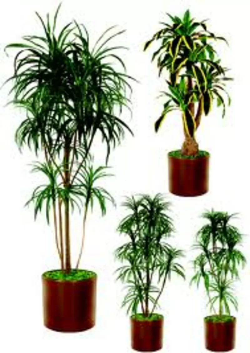 Пальма Драцена,  офисное растение,  недорого,  Виноградарь,  Оболонь,  фото 5