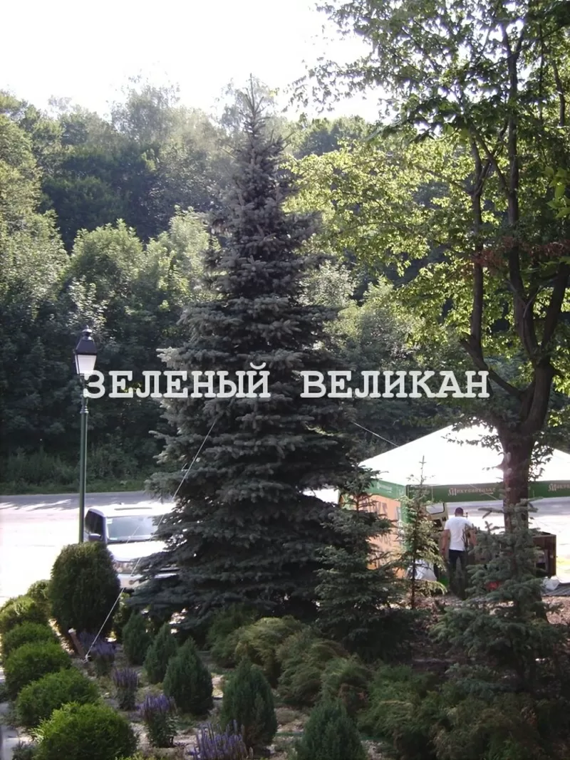 Крупномеры для озеленения участка