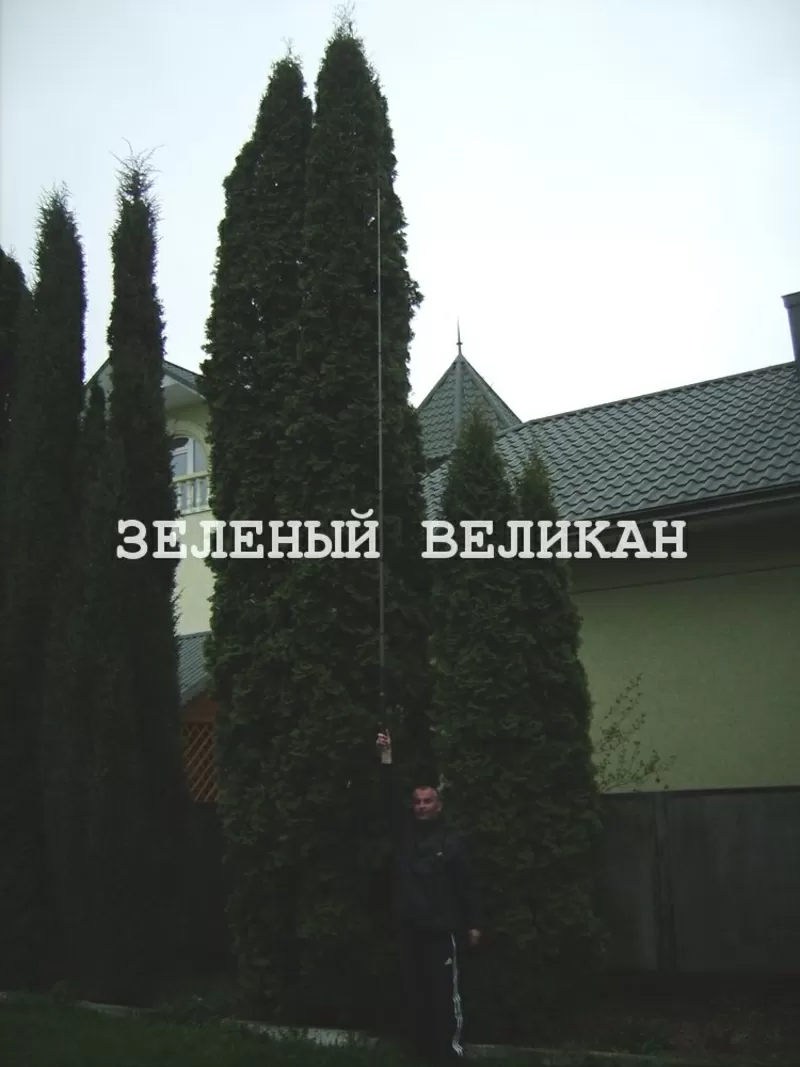 Крупномеры для озеленения участка 2