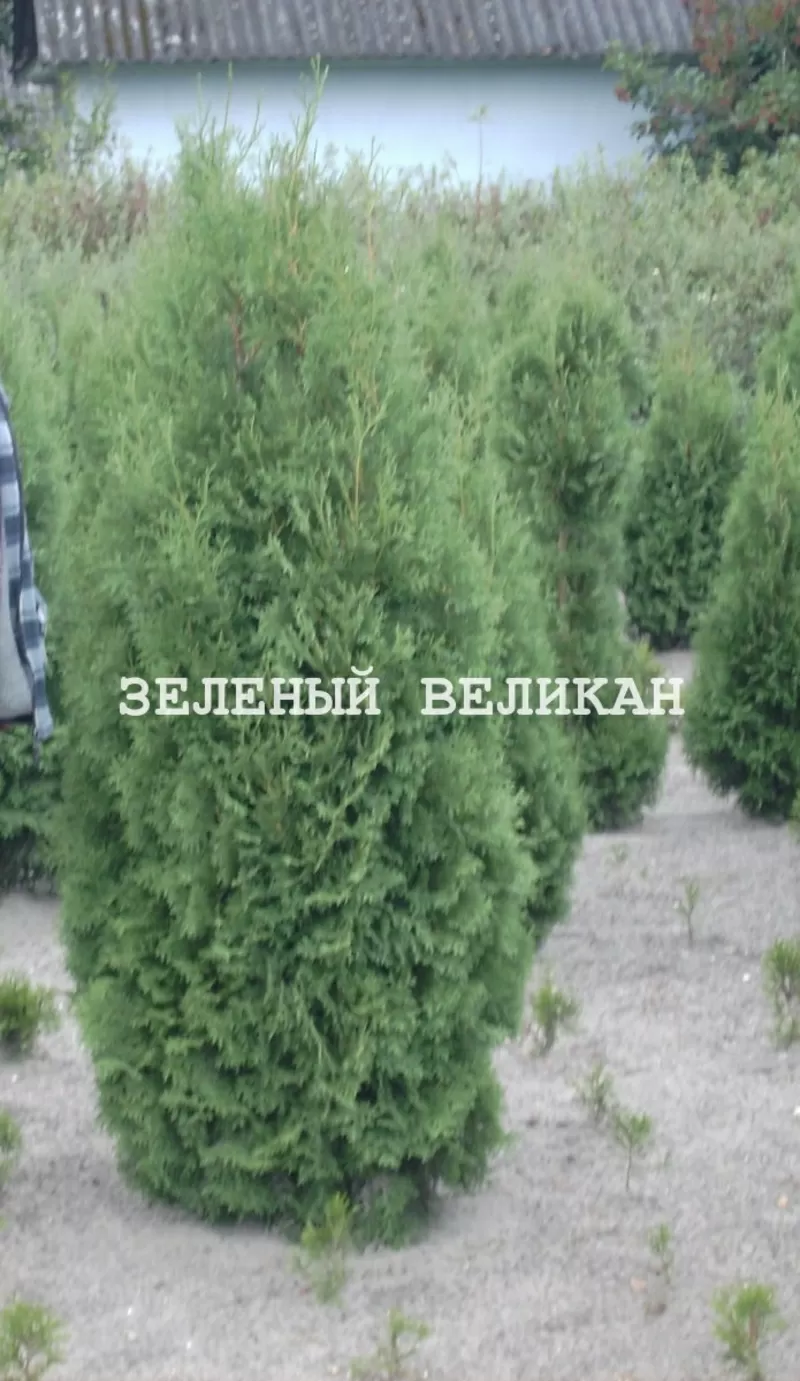 Крупномеры для озеленения участка 4