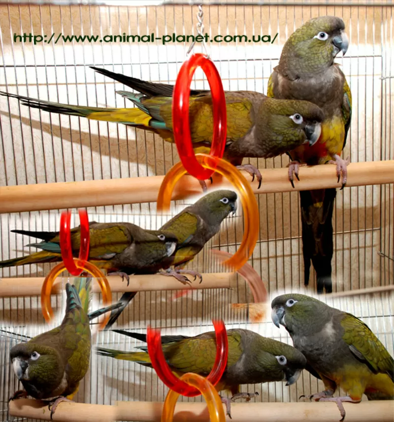 Патагонский попугай или Скалистый попугай ручные птенцы