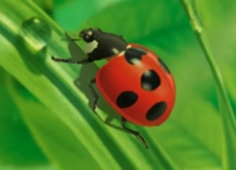 Уничтожение вредных насекомых,  грызунов.