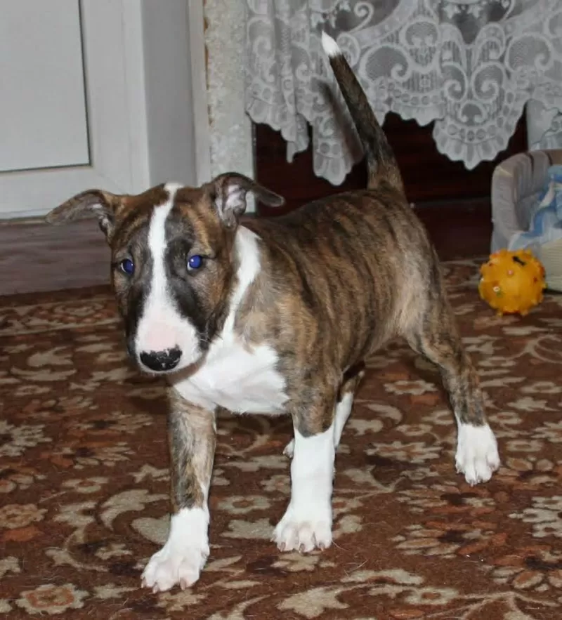 Зоогостиница | Передержка Ваших питомцев