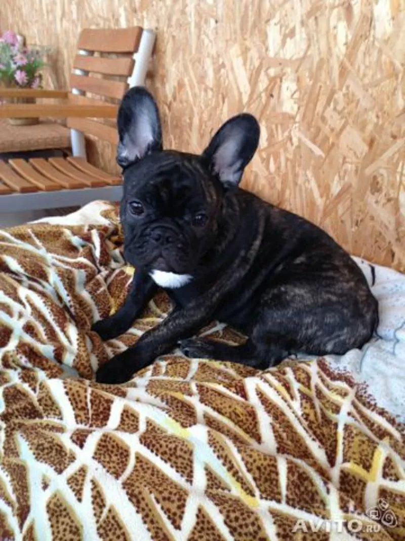 Зоогостиница | Передержка Ваших питомцев 2