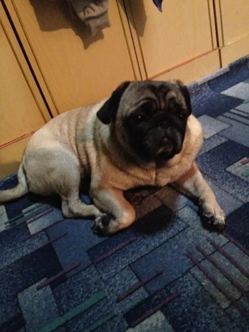 Зоогостиница | Передержка Ваших питомцев 3