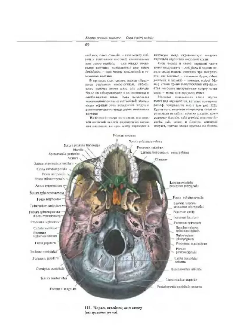 Атлас анатомии человека  Синельникова