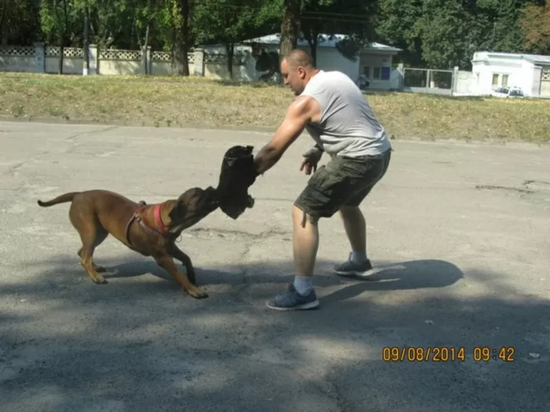 Дрессировка Собак Любой Породы