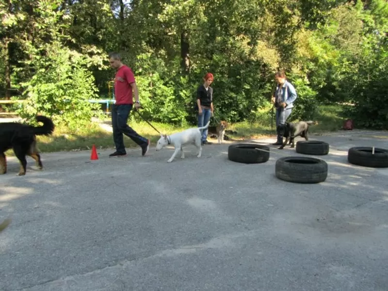 Дрессировка Собак Любой Породы 2