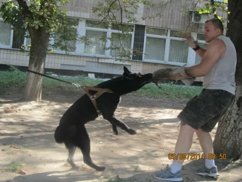 Дрессировка Собак Любой Породы 3