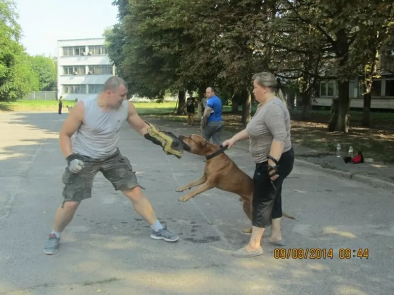 Дрессировка Собак Любой Породы 4