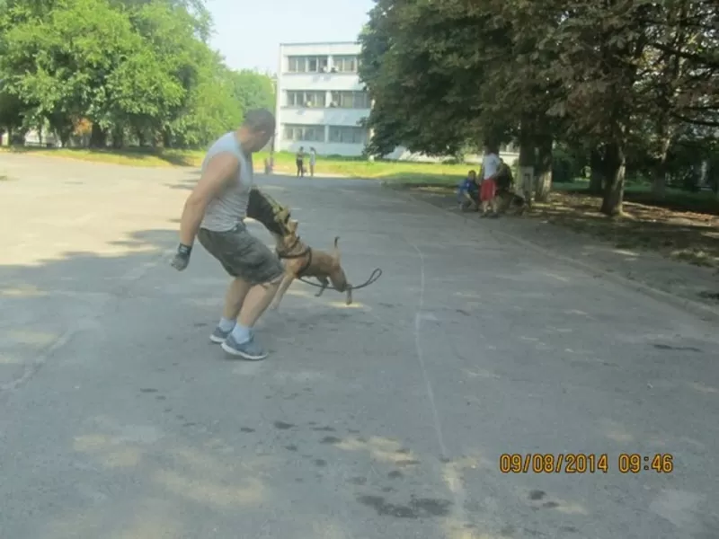 Дрессировка Собак Любой Породы 5