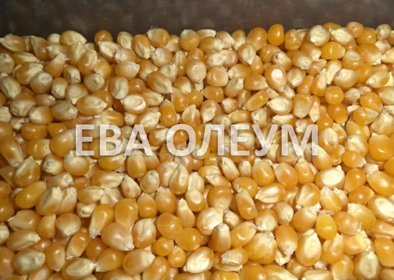 Услуги по сушке зерновых и бобовых культур