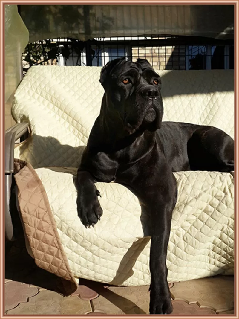 Щенки Кане Корсо - Запись. Ожидается суперпомет отчемпиона. 4