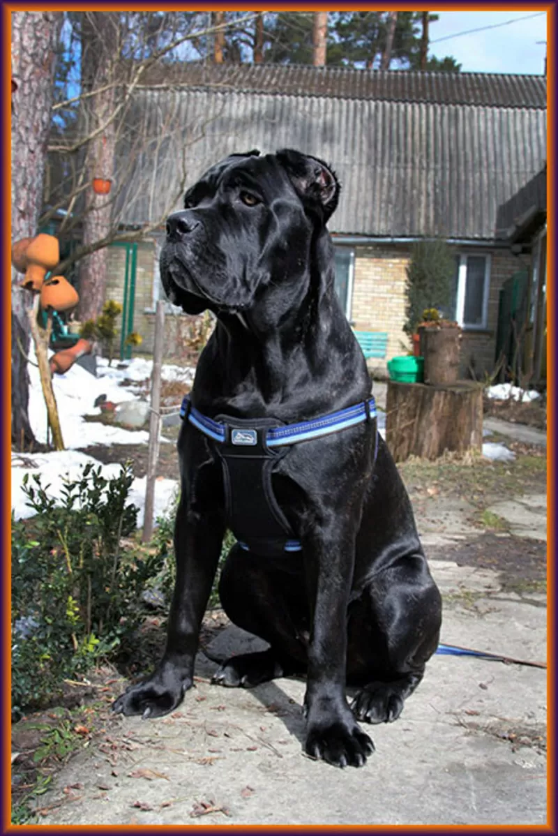 Щенки Кане Корсо - Запись. Ожидается суперпомет отчемпиона. 5