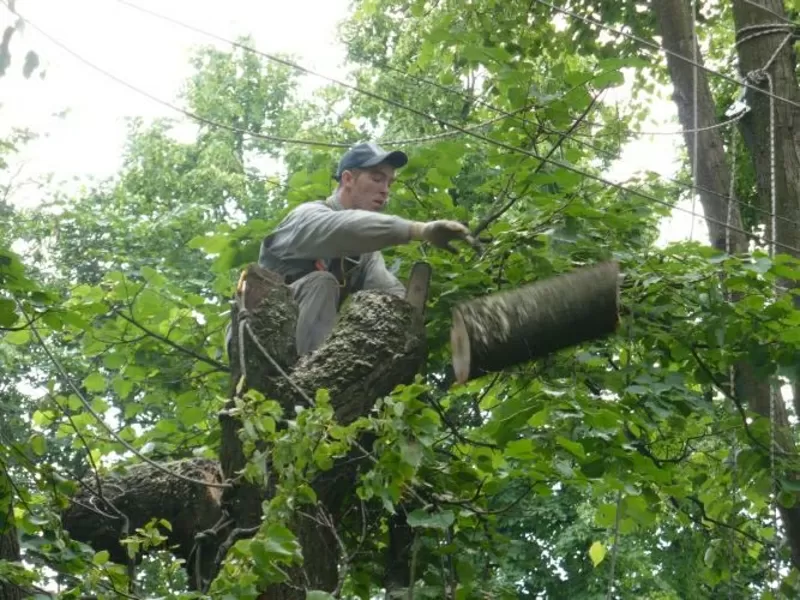 Спил деревьев и подрезка веток 2