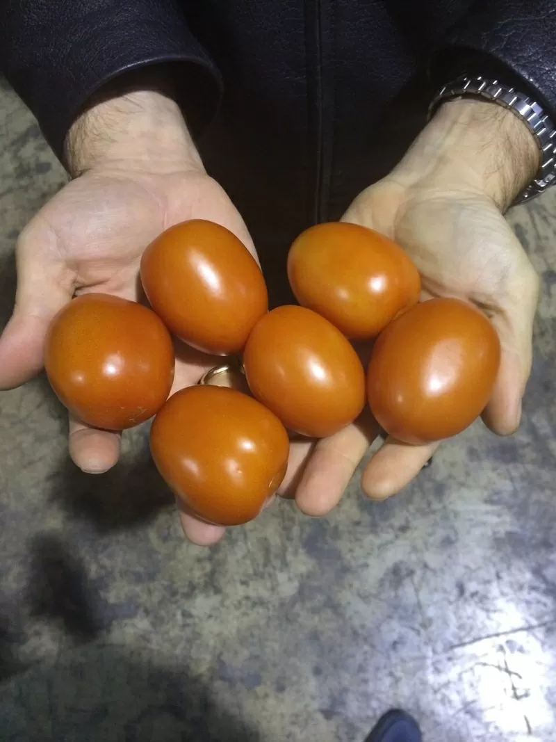 подаем томаты 3