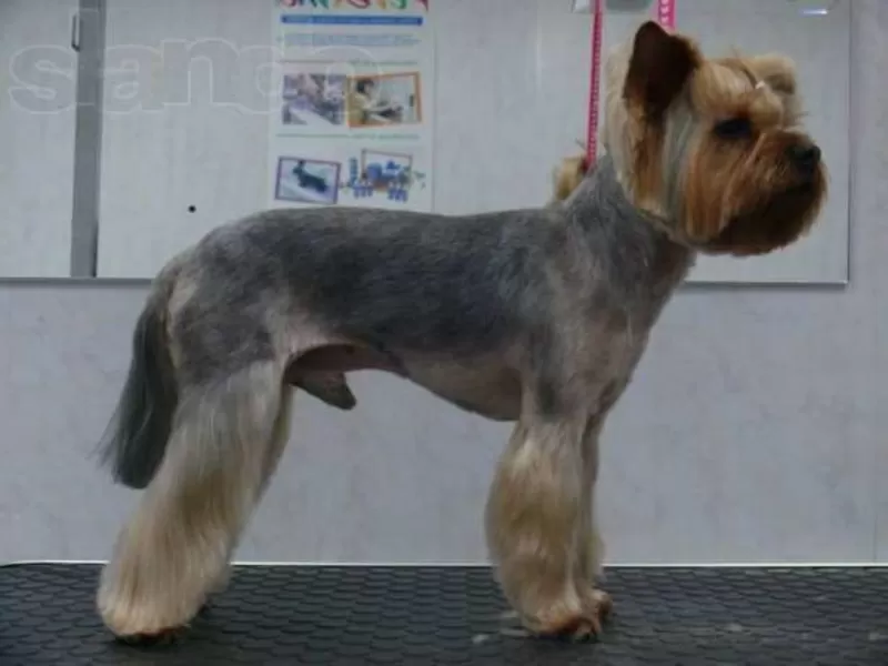 Приглашаем собак на бесплатную стрижку,  купание и другие гигиенические