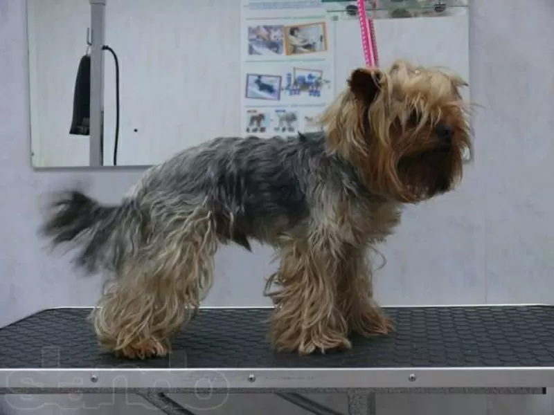 Приглашаем собак на бесплатную стрижку,  купание и другие гигиенические 2