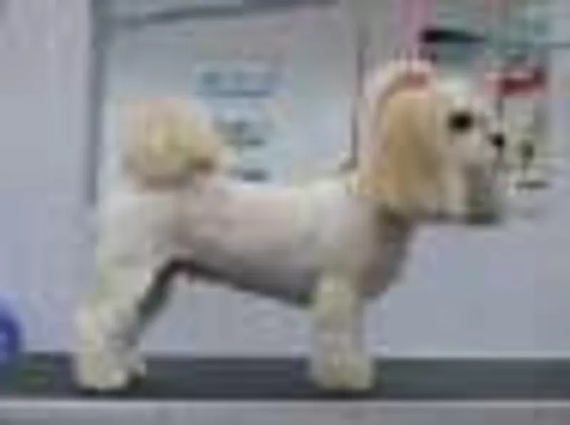 Приглашаем собак на бесплатную стрижку,  купание и другие гигиенические 3