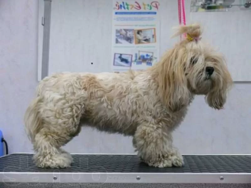 Приглашаем собак на бесплатную стрижку,  купание и другие гигиенические 4