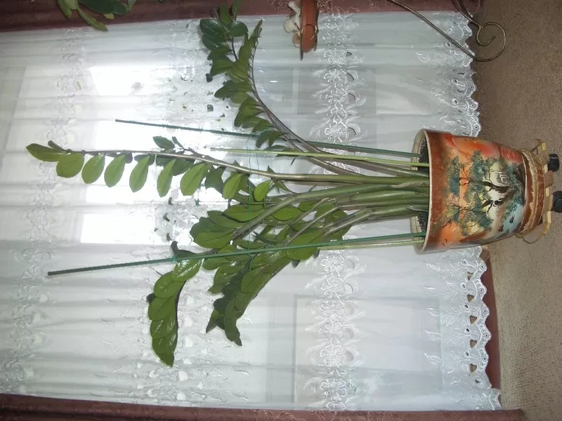 комнатный цветок-замиакулькас