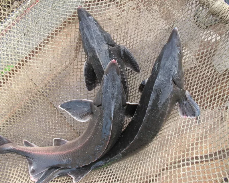 Осетр живой, стерлядь, бестер