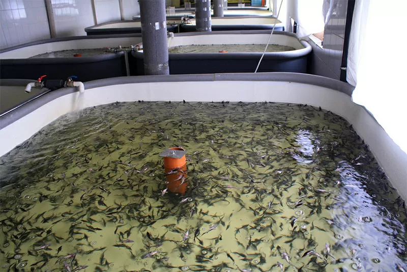 Выращивание рыб