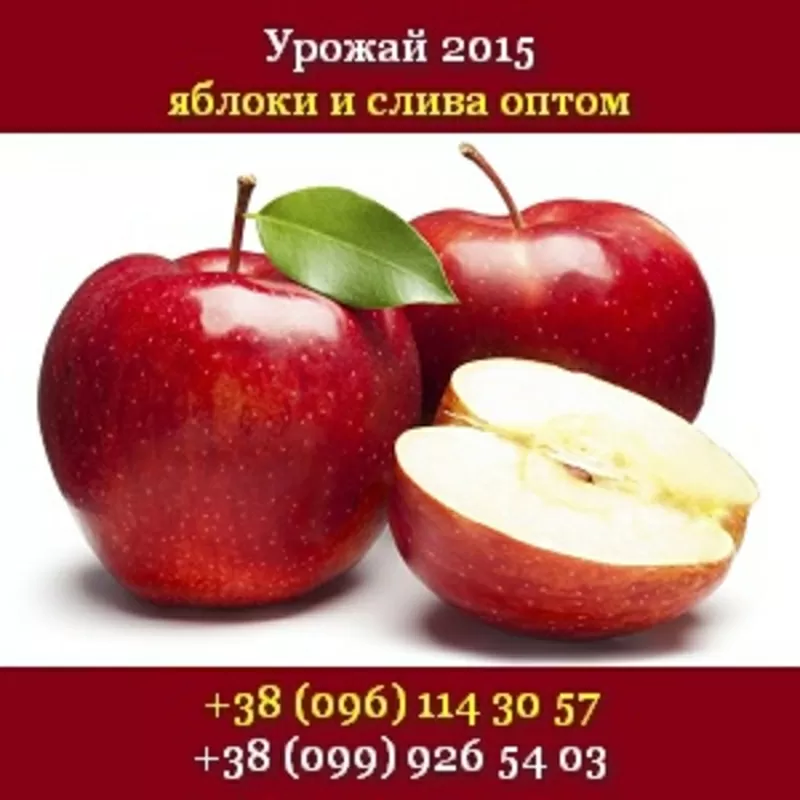 Купить яблоки урожая 2015 Опт, свежие Украина