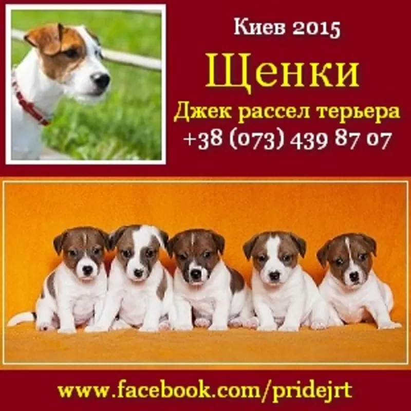 Киев 2015 Щенки Джек рассел терьера Питомник