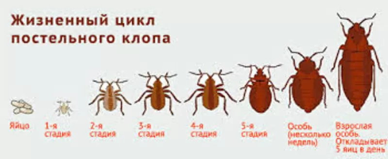 Уничтожение вредных насекомых,  грызунов. 5