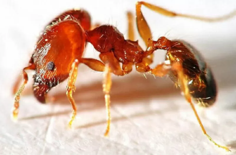 Уничтожение вредных насекомых,  грызунов. 2