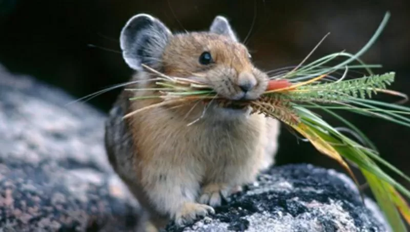 Приманочный контейнер для дератизации 2