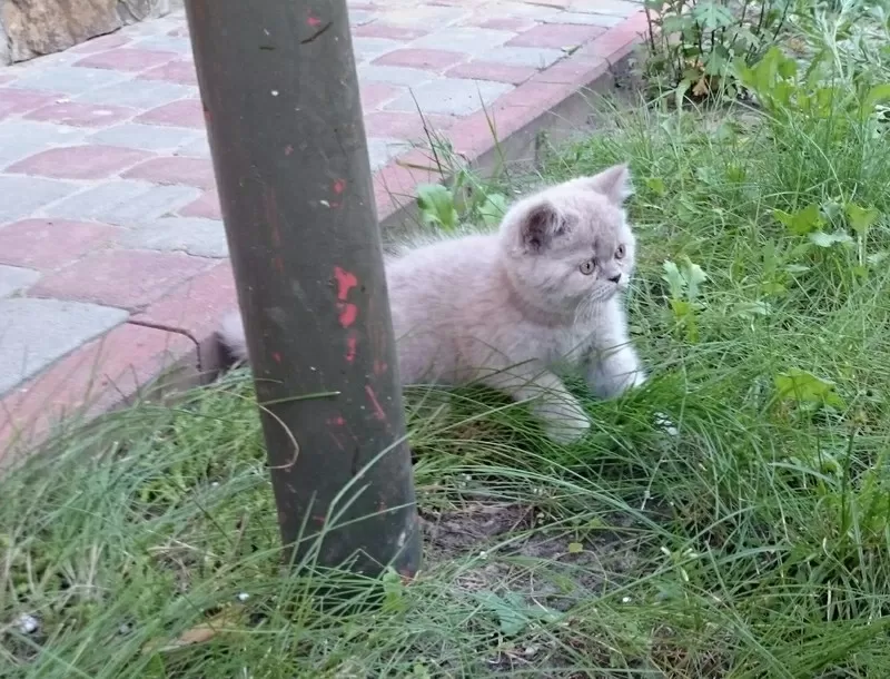 Срочно,  плюшевые кошечки