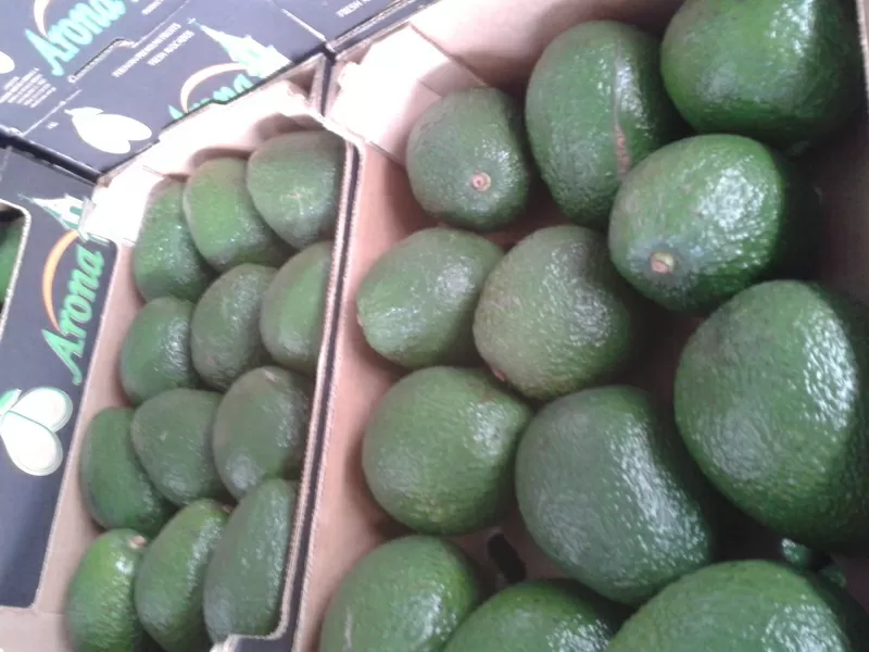 Продаем авокадо из Испании 2