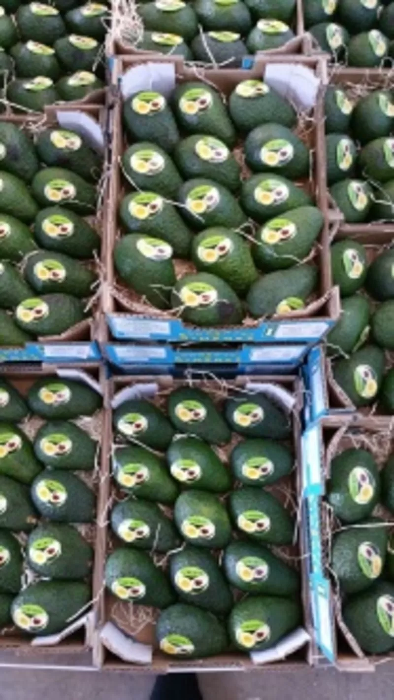 Продаем авокадо из Испании 3
