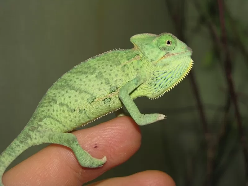 Хамелеон йеменский (Chamaeleo calyptratus)