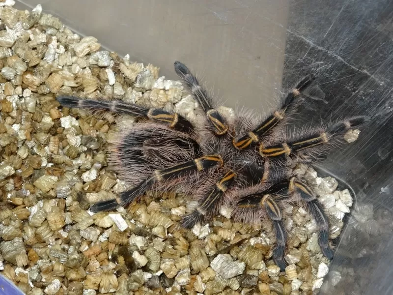 Grammostola pulchra,  Grammostola aureostriata,  Megaphobema robustum