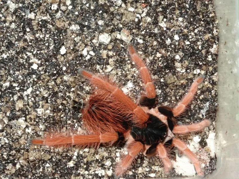 Grammostola pulchra,  Grammostola aureostriata,  Megaphobema robustum 2