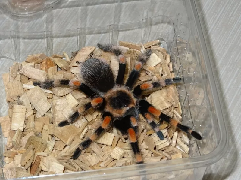 Brachypelma annitha,  Brachypelma emilia