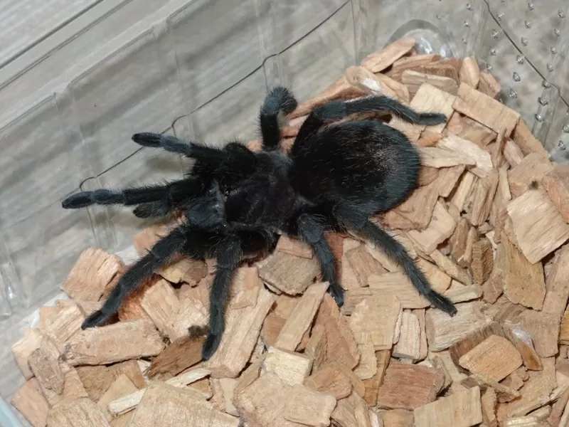 Brachypelma annitha,  Brachypelma emilia 2